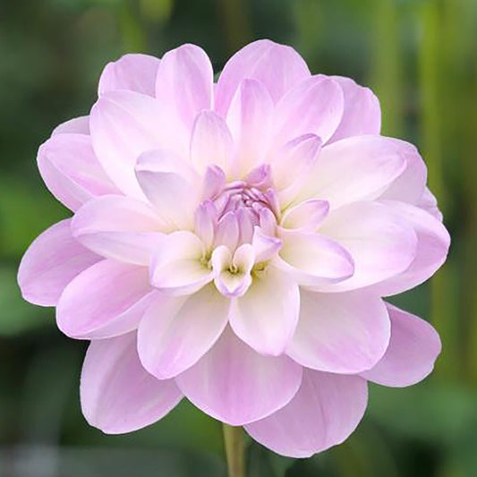 Dahlia Porcelain