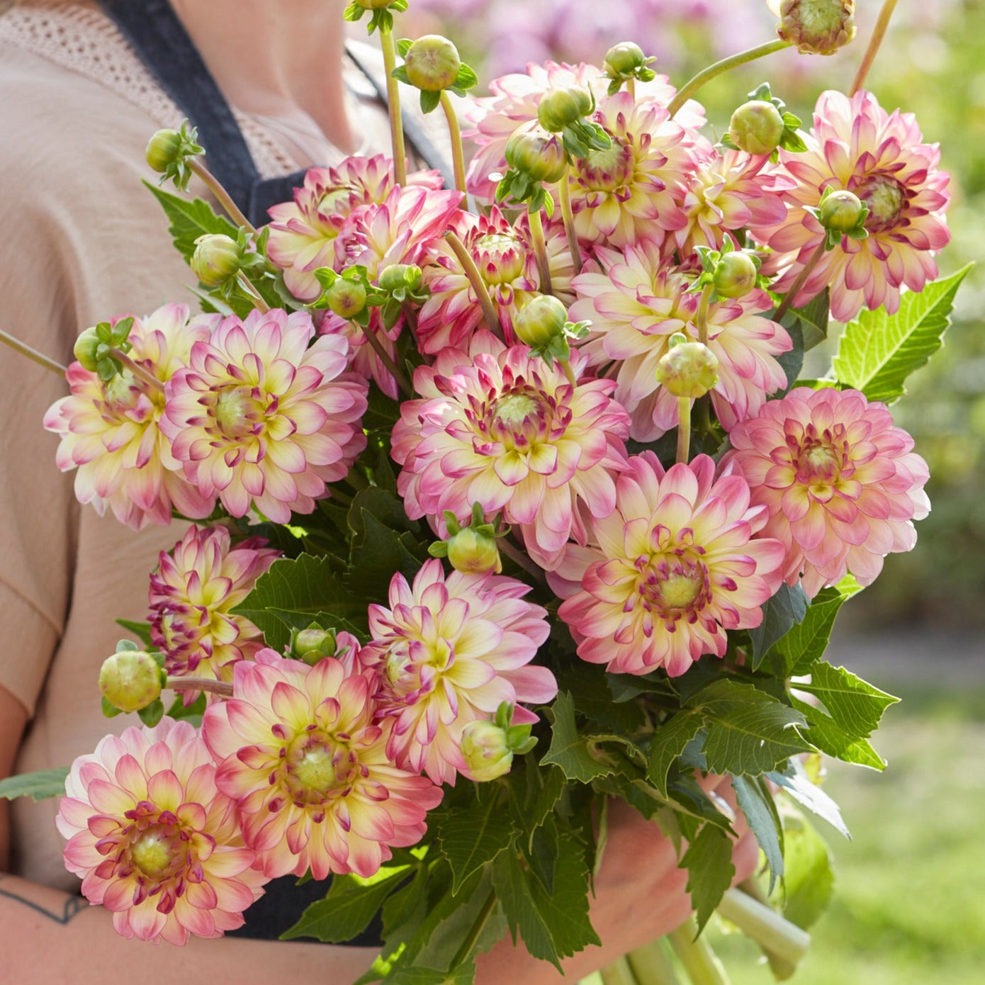 Dahlia Pure Happiness