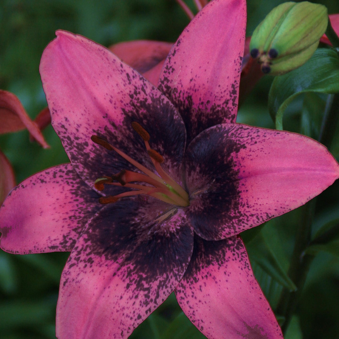 Lilja Purple Dream 3st