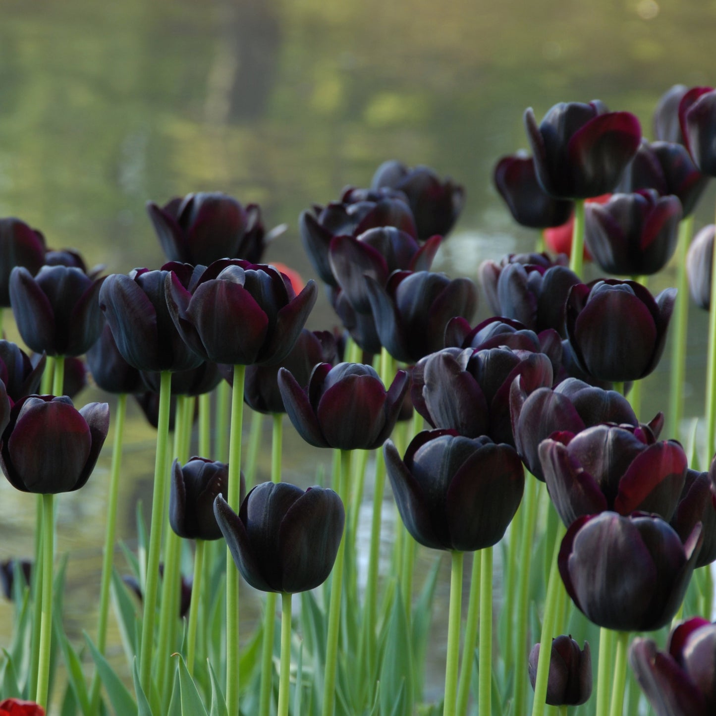 Tulpan Queen of Night "Sena" 7 st