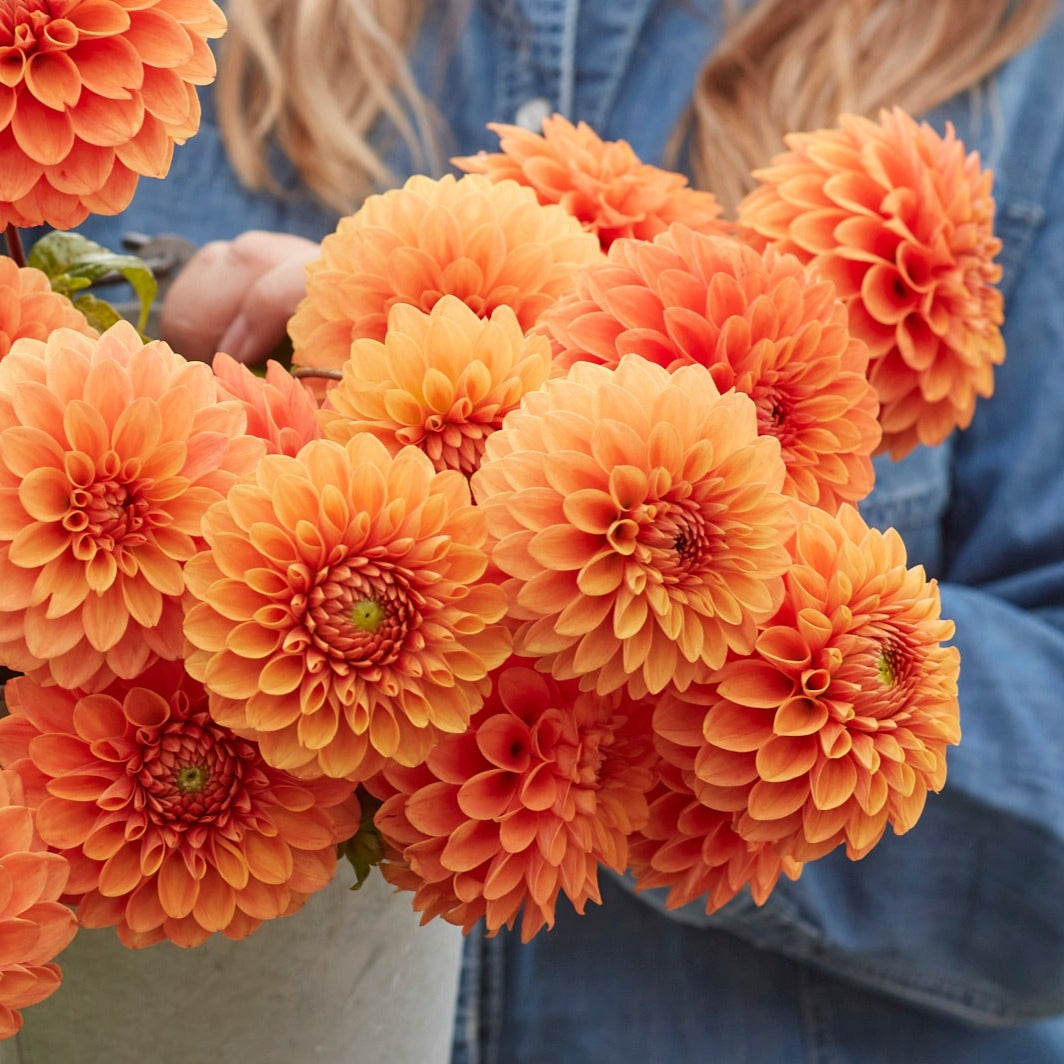 Dahlia Ruth Ann Utgår!