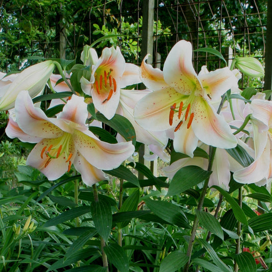 Lilja Salmon Party 3st