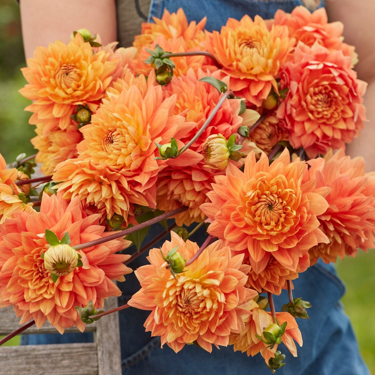 Dahlia Salmonette