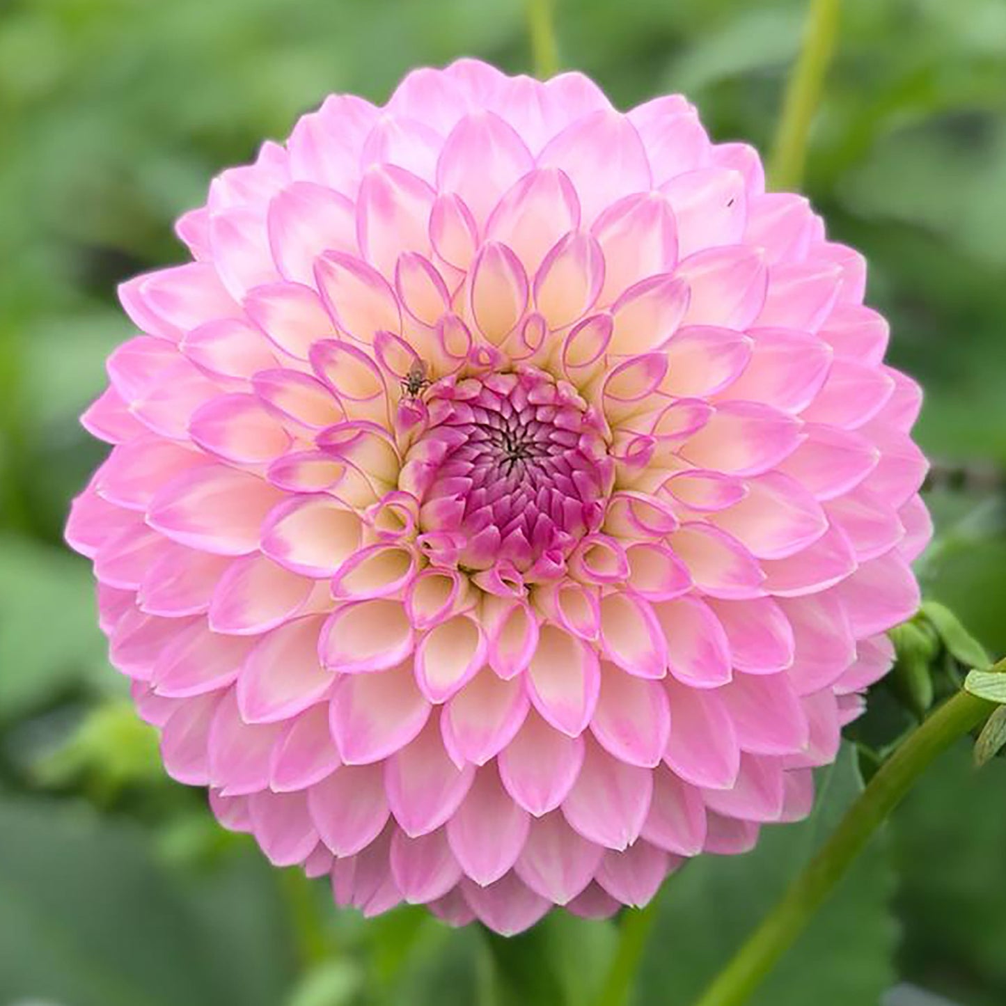 Dahlia Sefton Silvertop