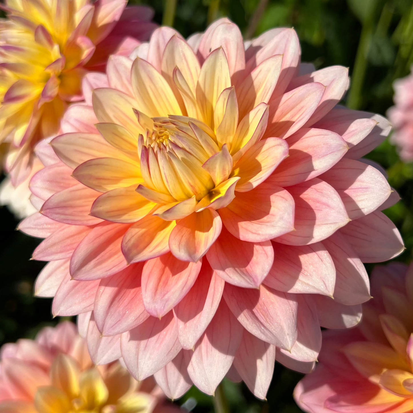 Dahlia Sheer Heaven