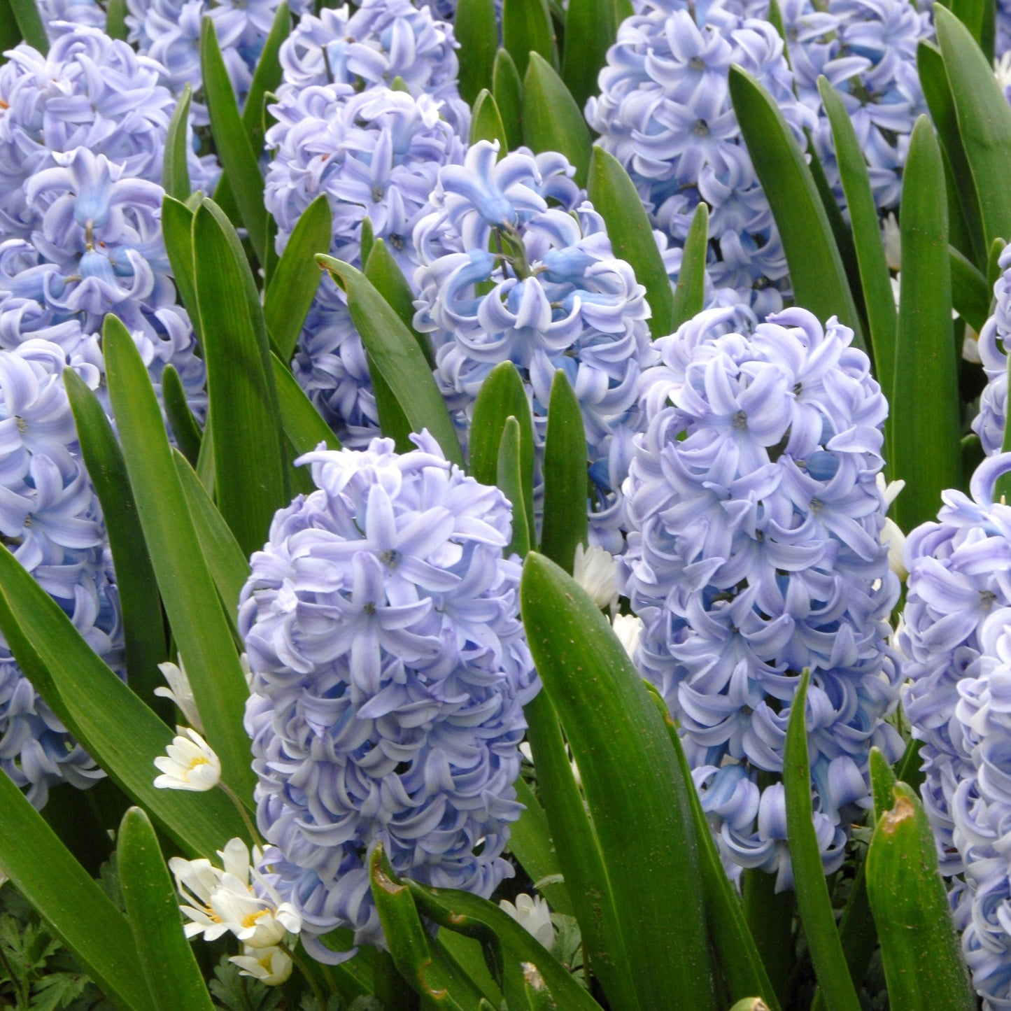 Hyacinthus Sky Jacket 3st