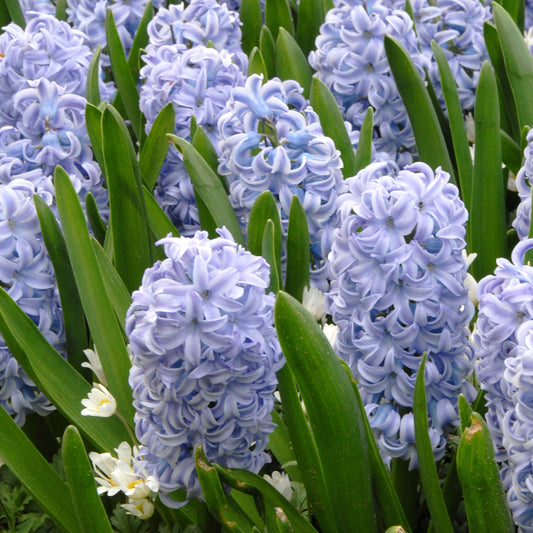 Hyacinthus Sky Jacket 3st