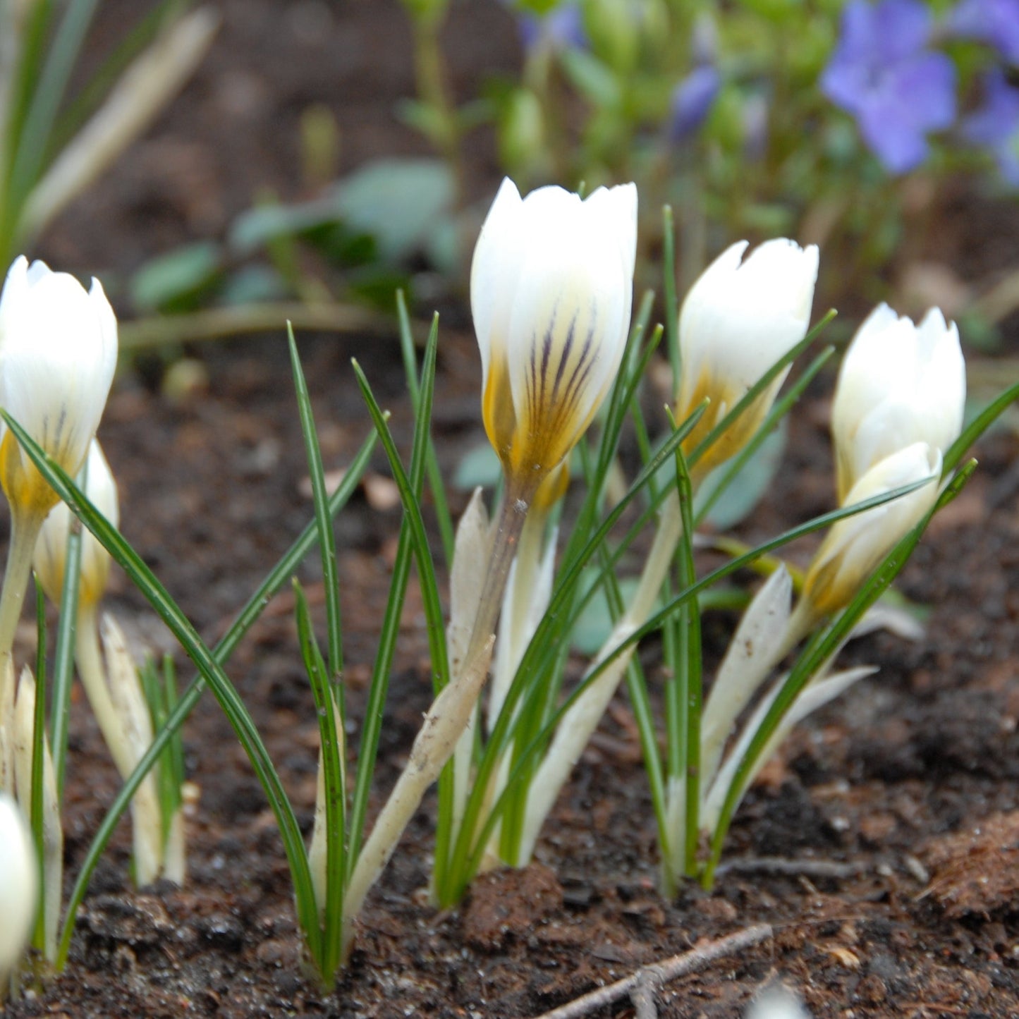 Crocus Chrysanthus Snow Bunting