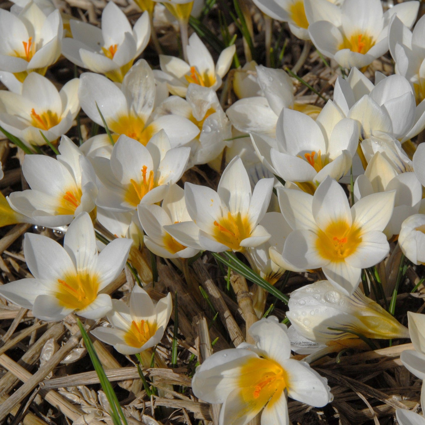 Crocus Chrysanthus Snow Bunting