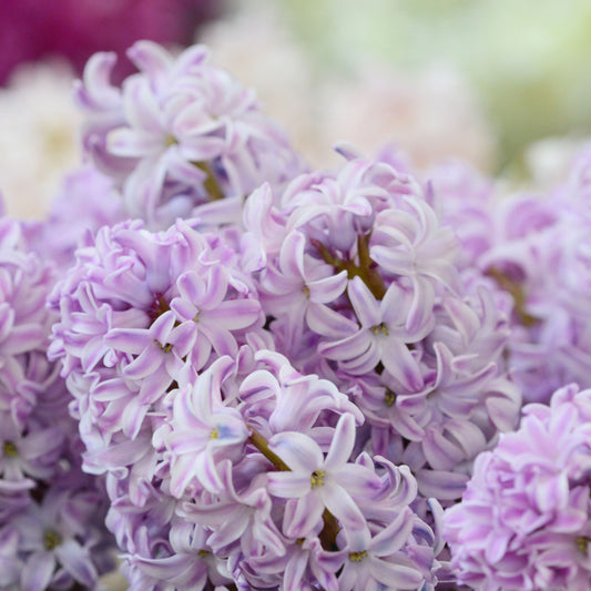 Hyacinthus Splendid Cornelia 3st