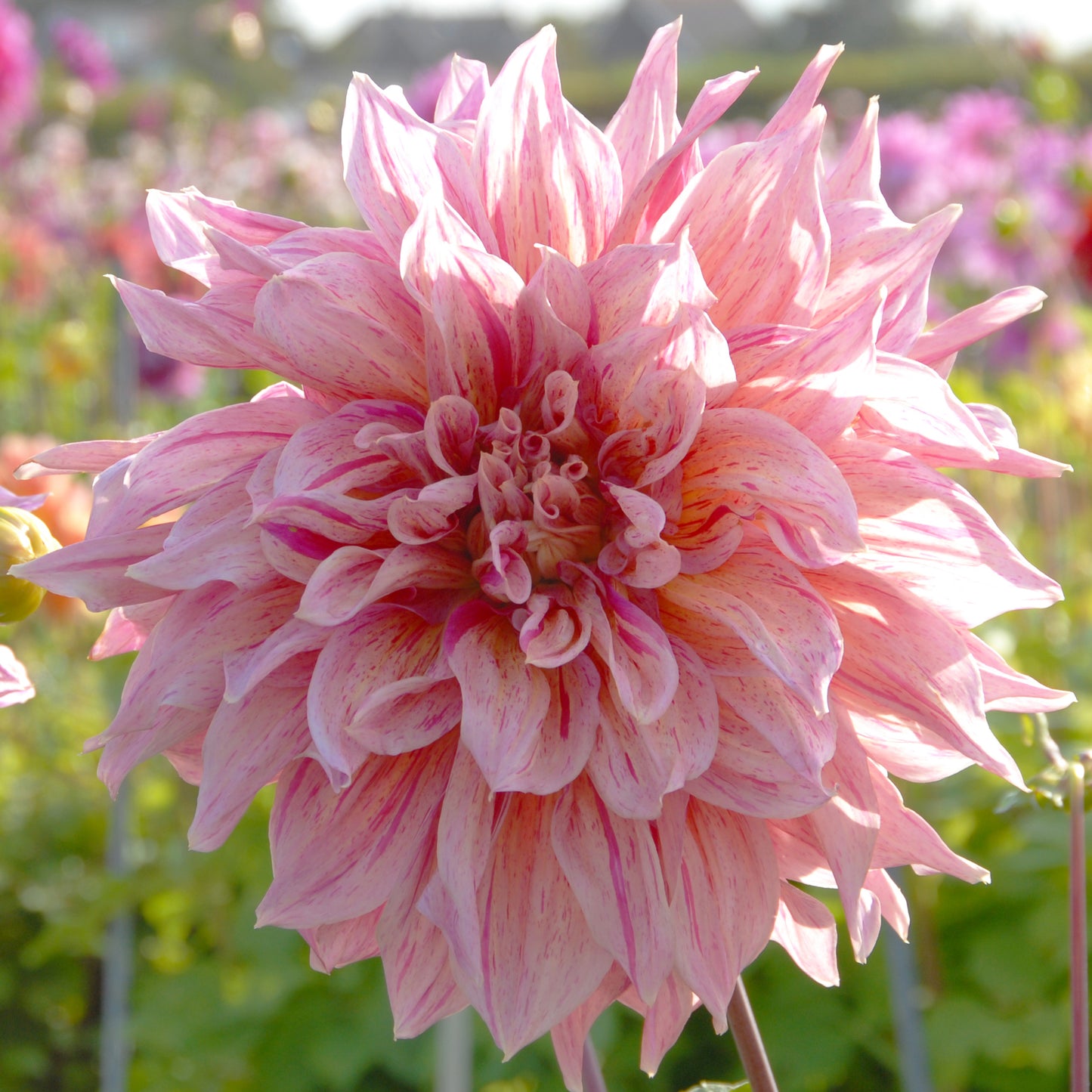 Dahlia Striped Emory Paul Nyhet!