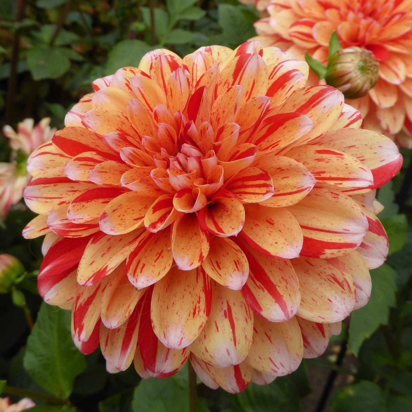 Dahlia Striped Nagano