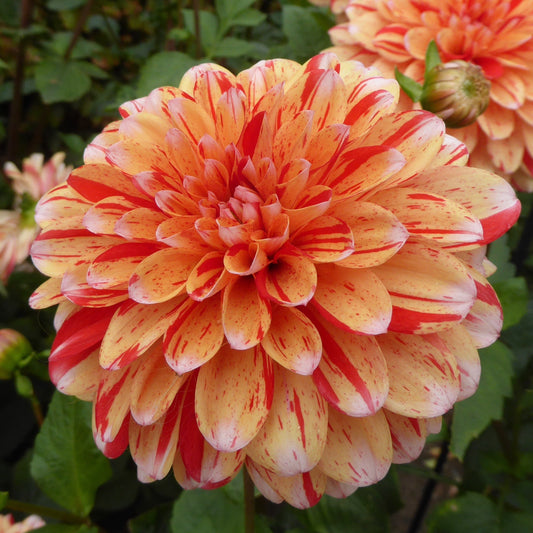 Dahlia Striped Nagano