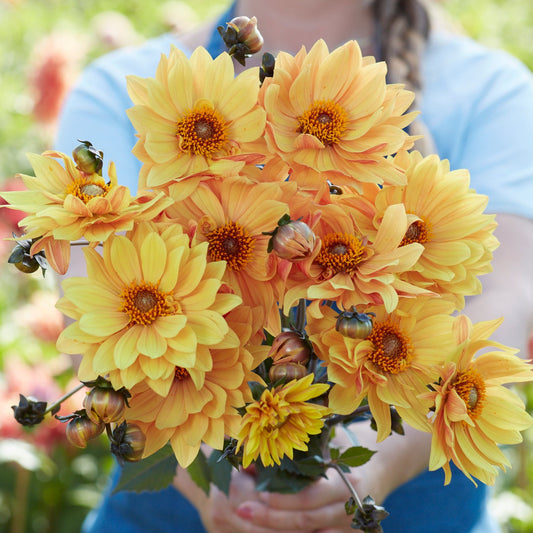 Dahlia Sunrich Orange Nyhet!