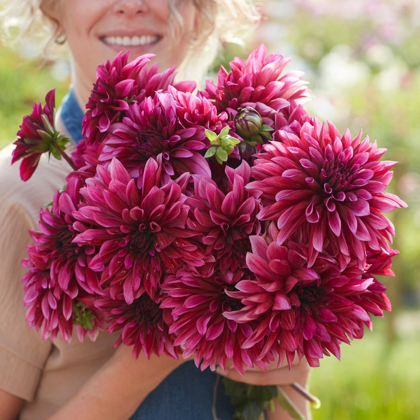 Dahlia Tanita