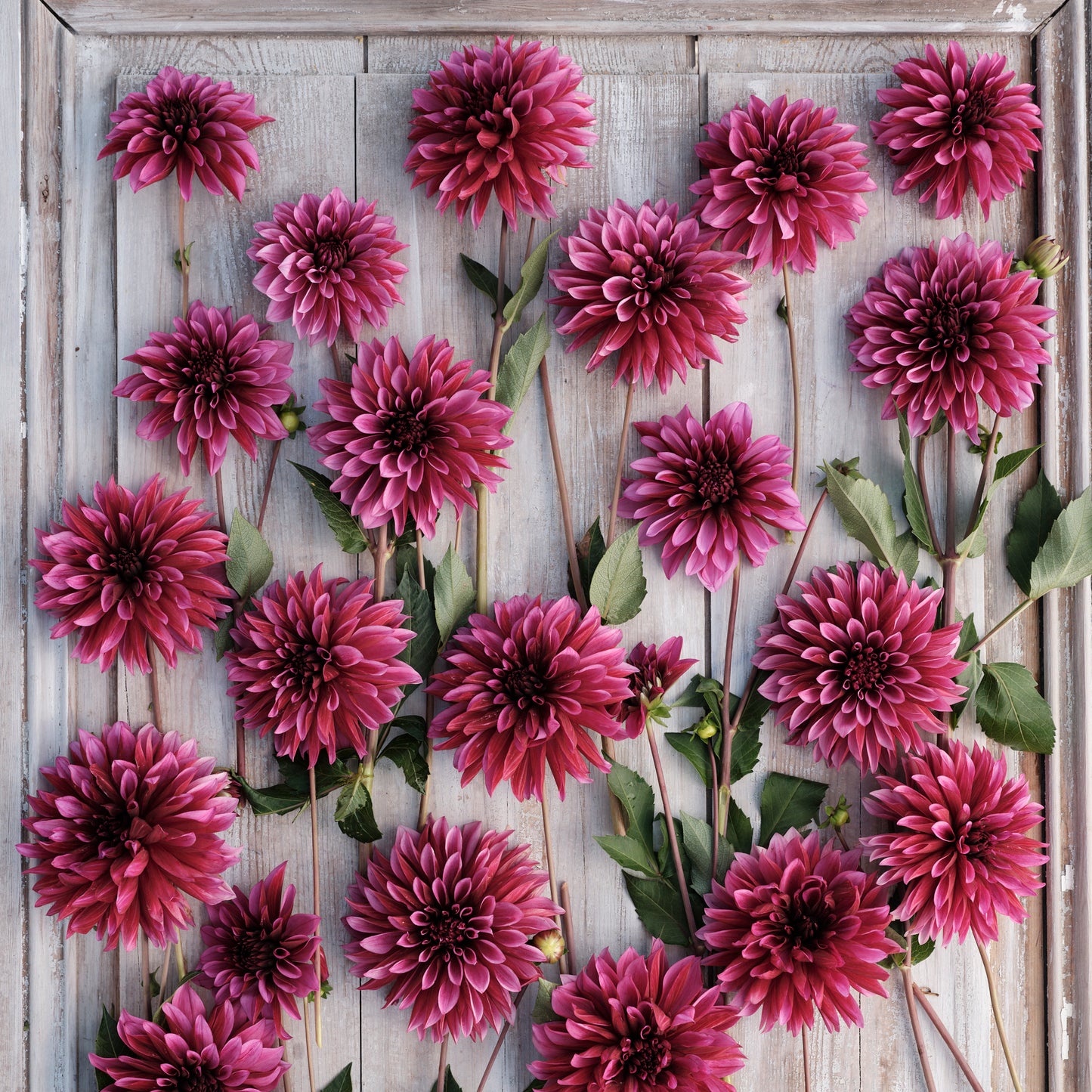 Dahlia Tanita Nyhet!