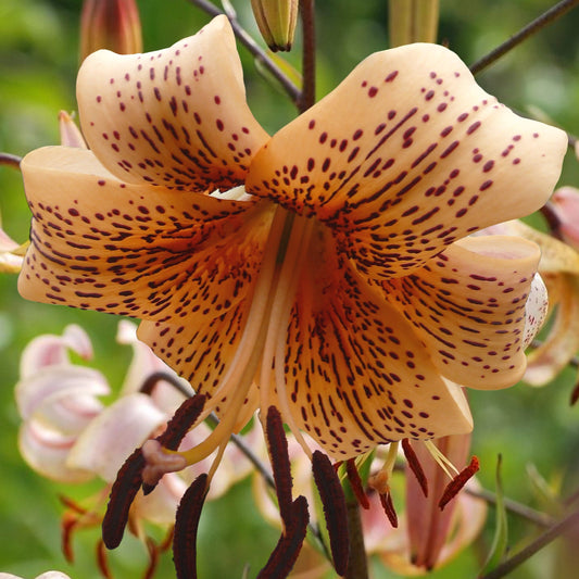 Lilja Tiger babies 3st