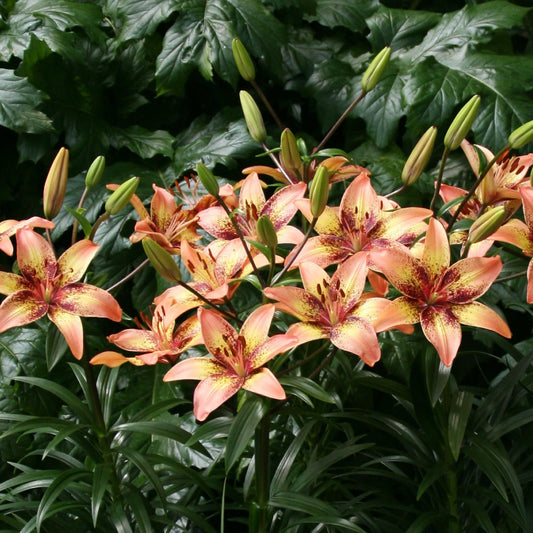 Lilja Trible Dance 3st