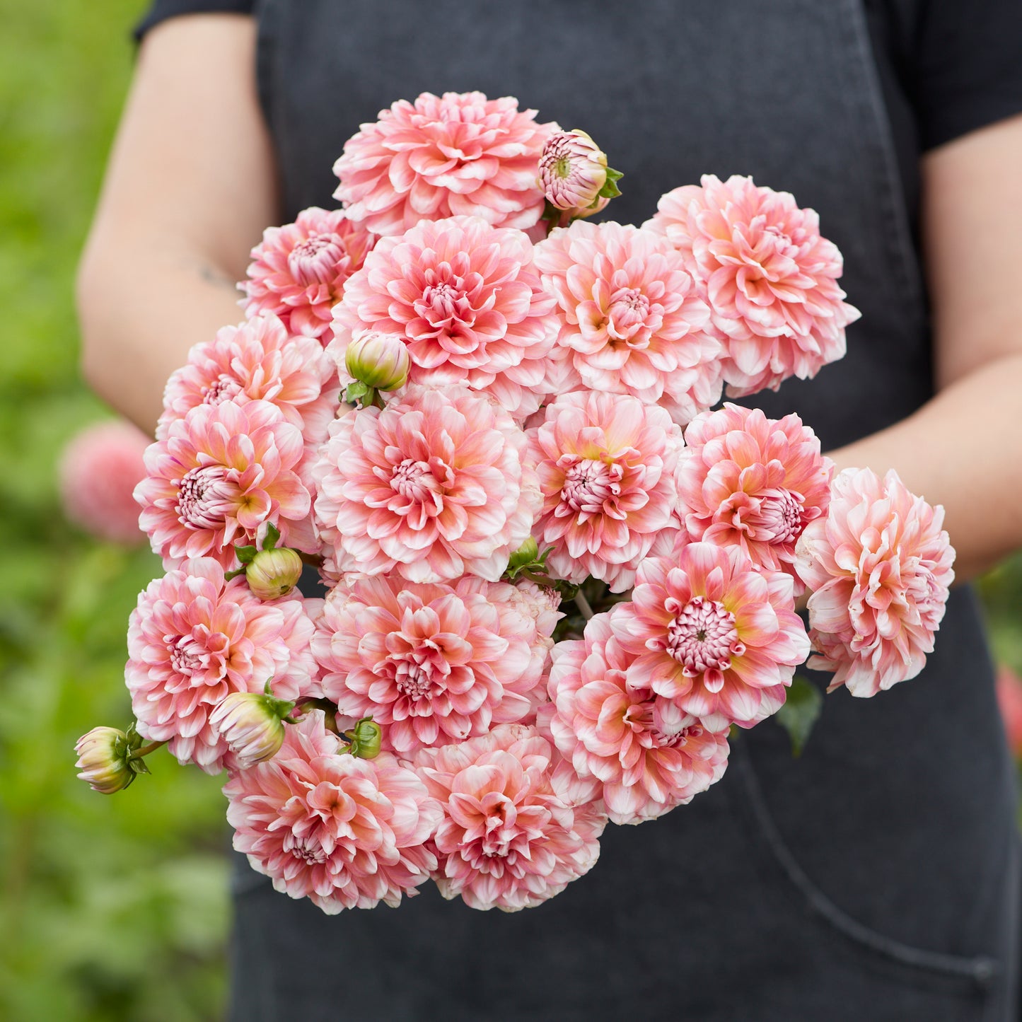 Dahlia Trustfull Nyhet!