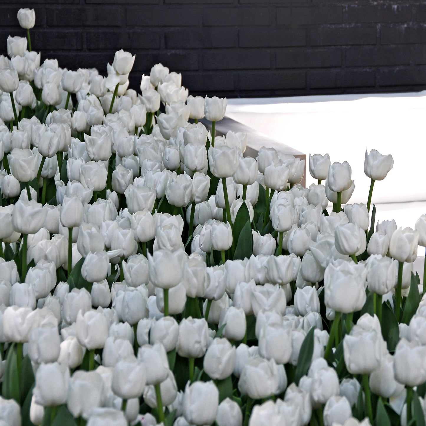 Medeltidig tulpan White Dream