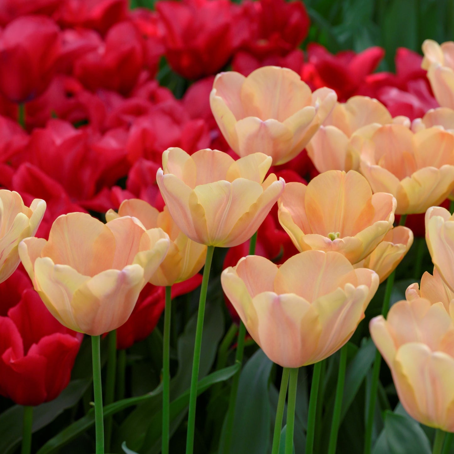 Medeltidig tulpan Apricot Foxx