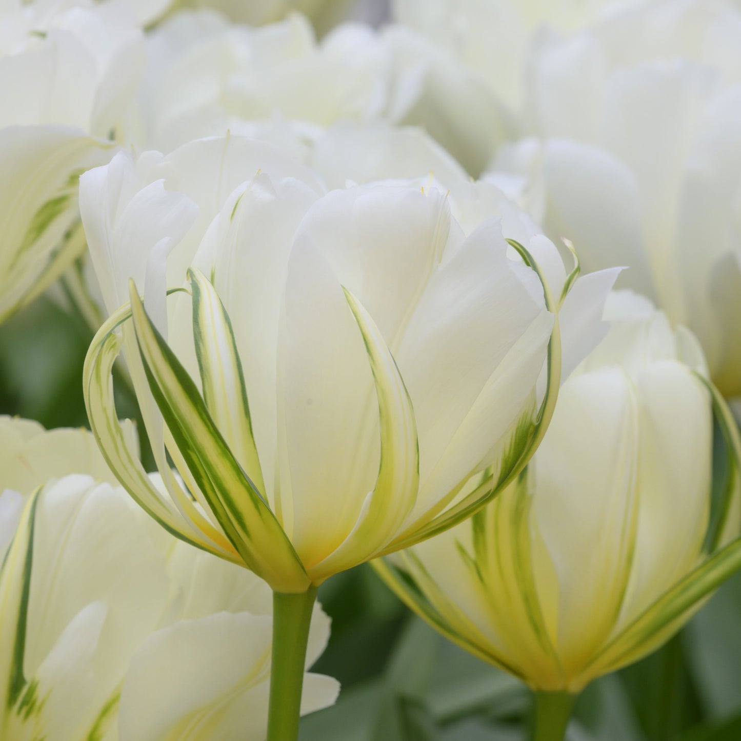 Tidig tulpan 'Exotic Emperor'