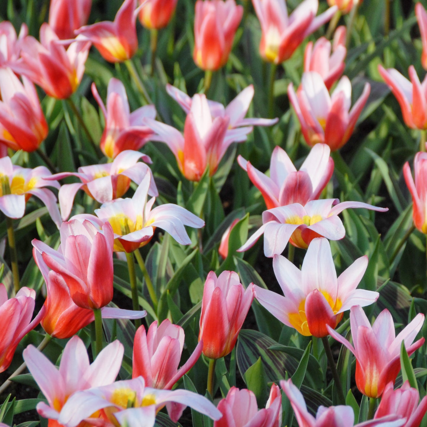 Tidig tulpan 'Heart's Delight'