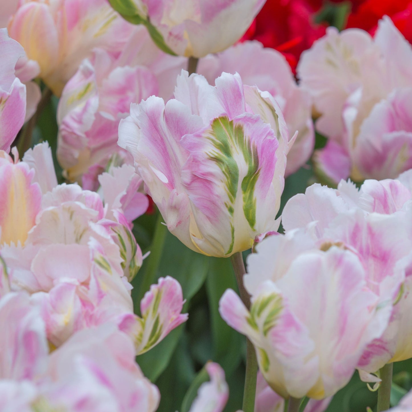 Tulpan Libretto parrot maj 7st