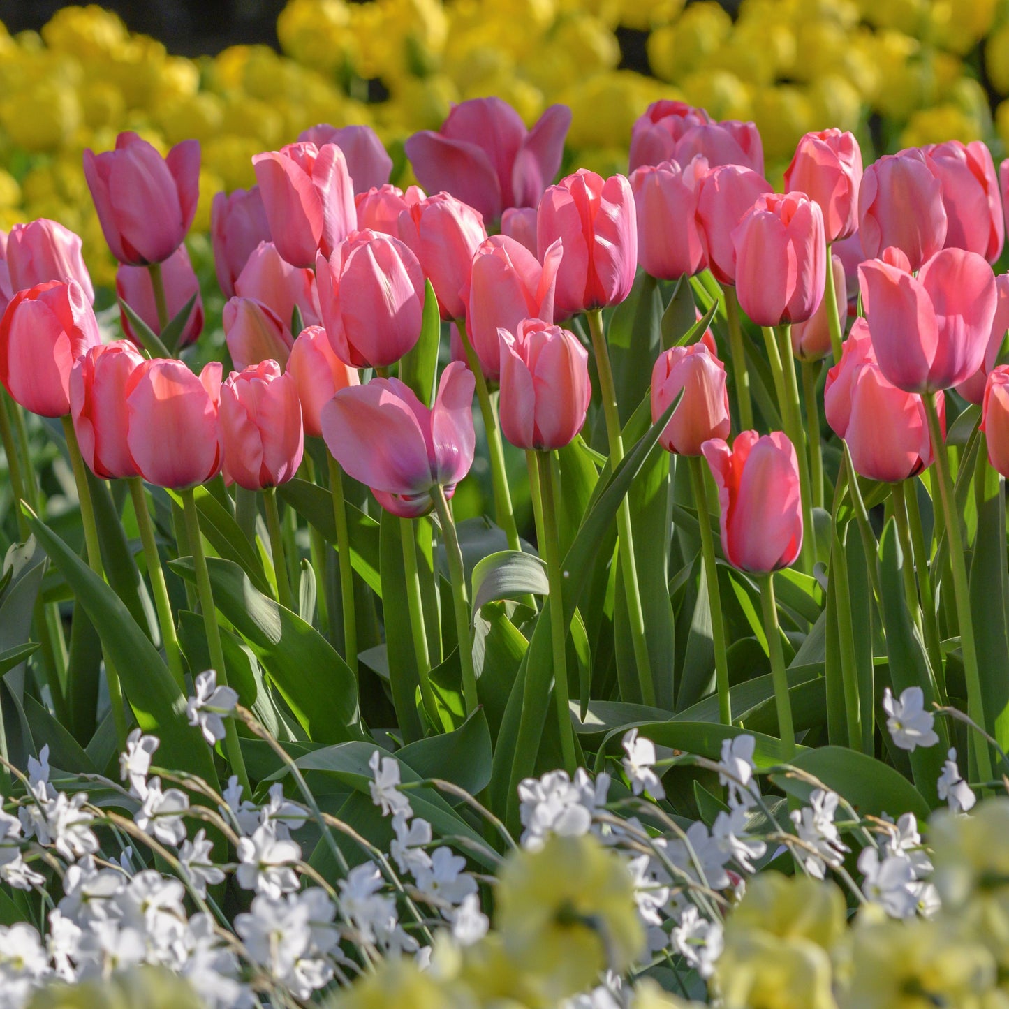 Medeltidig tulpan Pink Impression