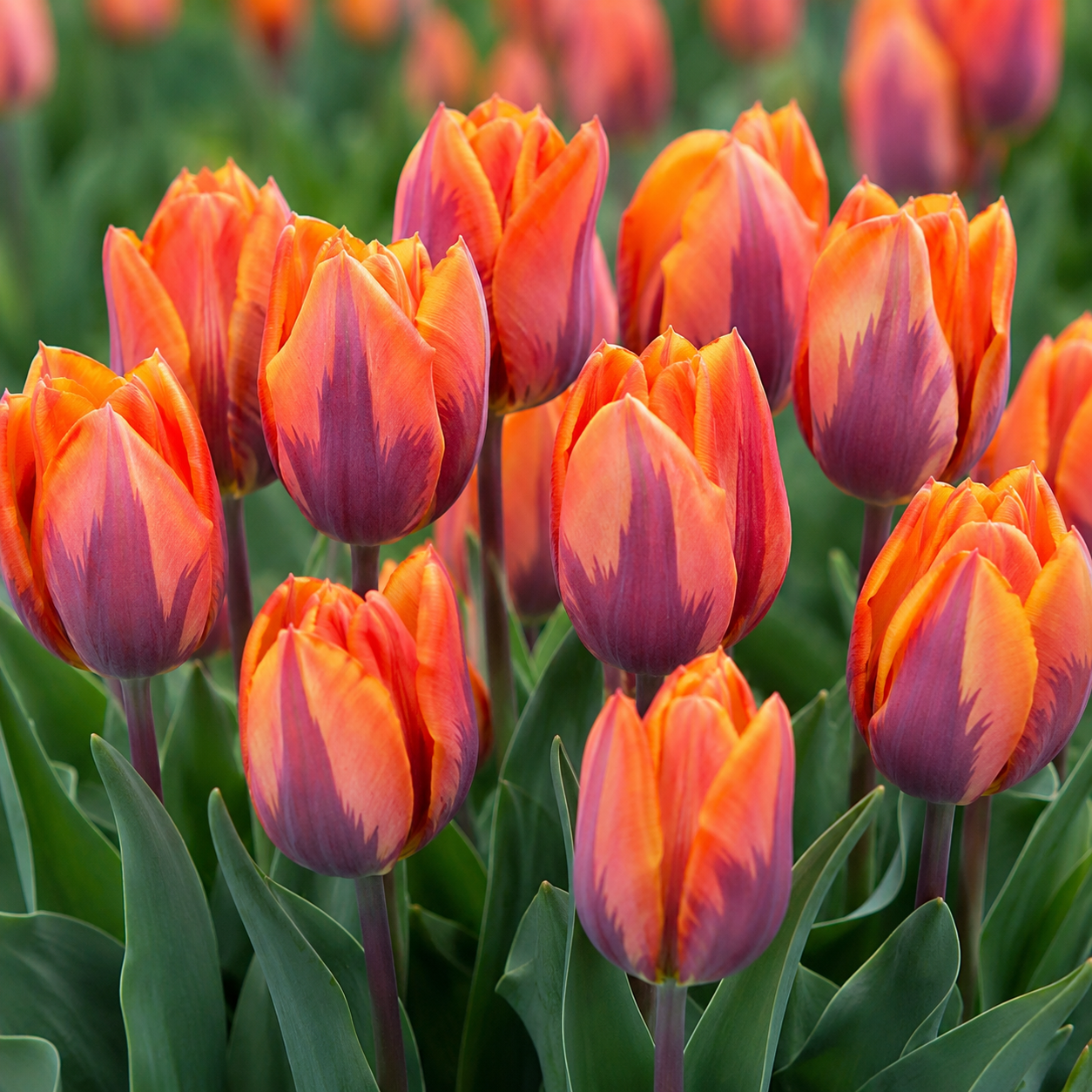 Medeltidig tulpan Princess Irene