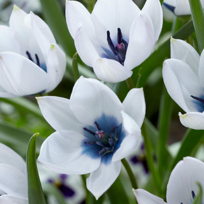 Botanisk tulpan Alba Coerulea Oculata