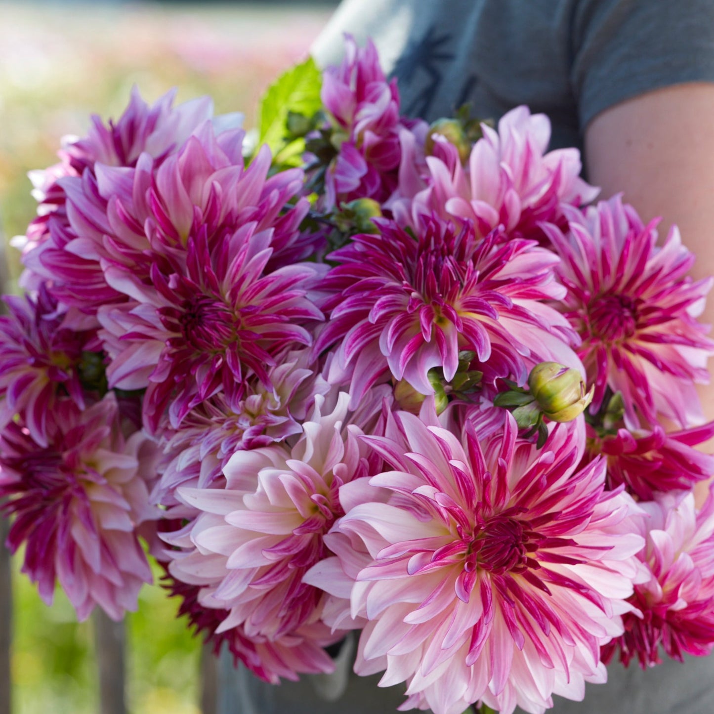 Dahlia Violet Dance