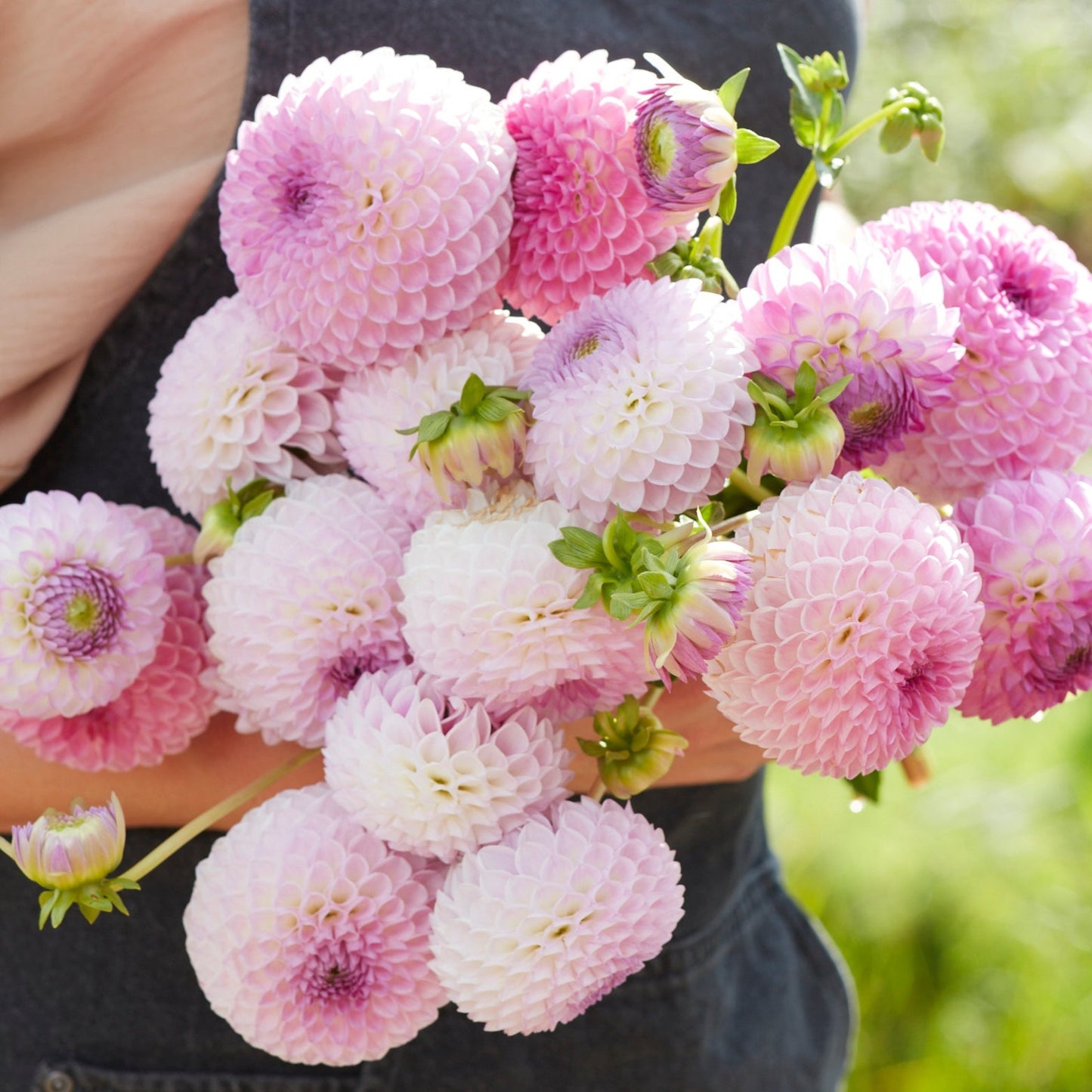 Dahlia Westerton Ella Grace Utgår!