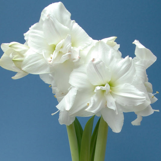 Amaryllis White Nymph lökstorlek 34/36