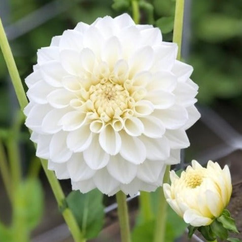 Dahlia White Love