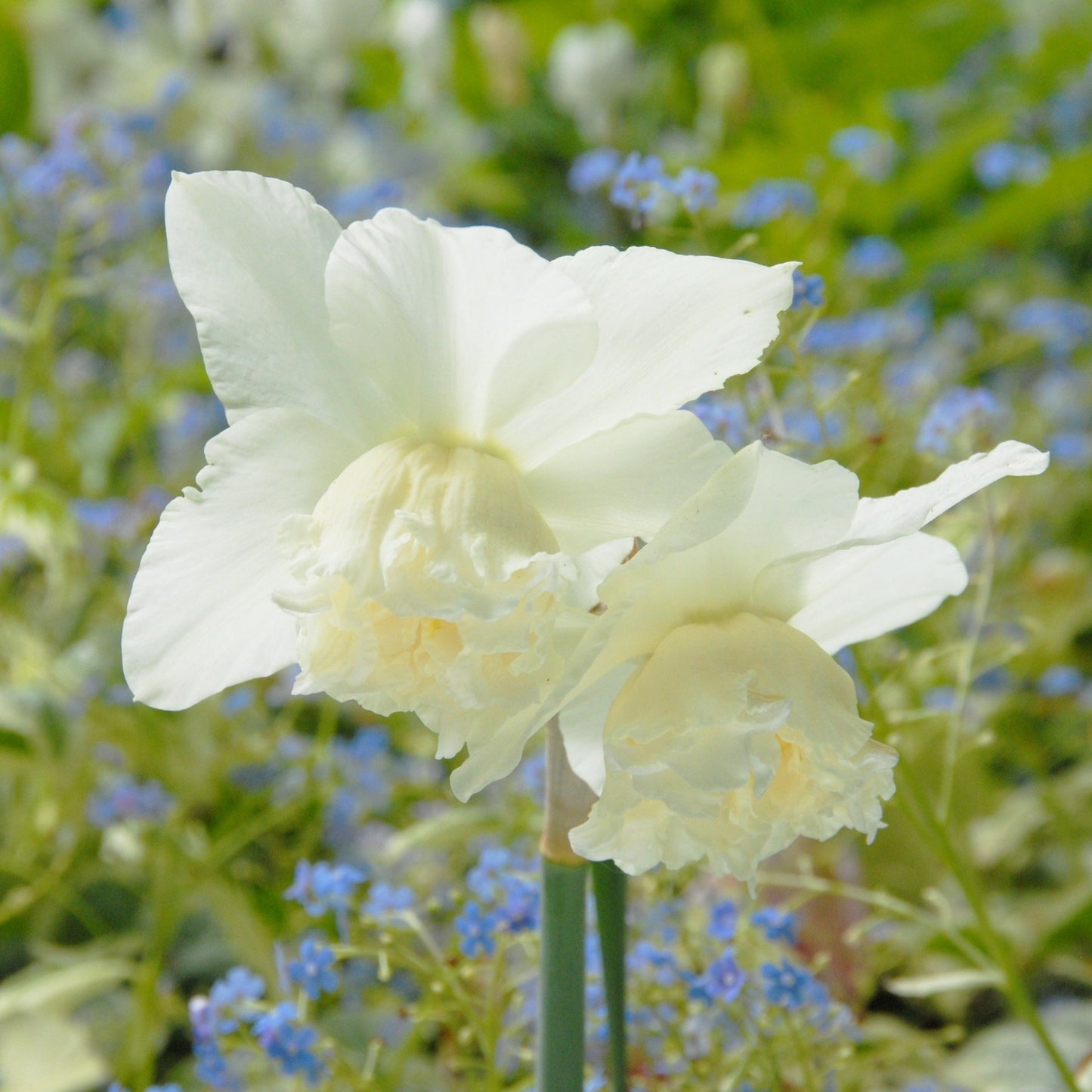 Narciss White Marvel