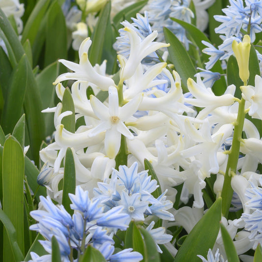 Hyacinthus White pearl 3st