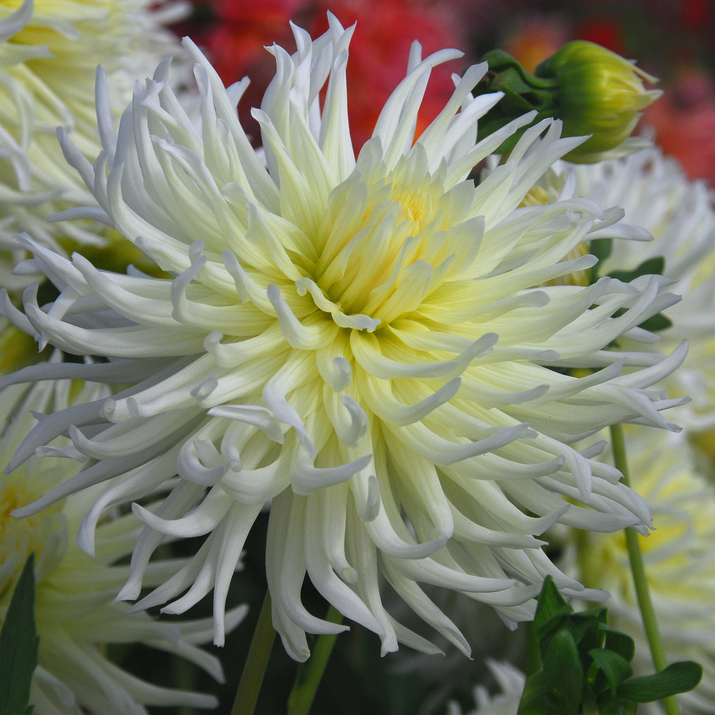Dahlia White Star