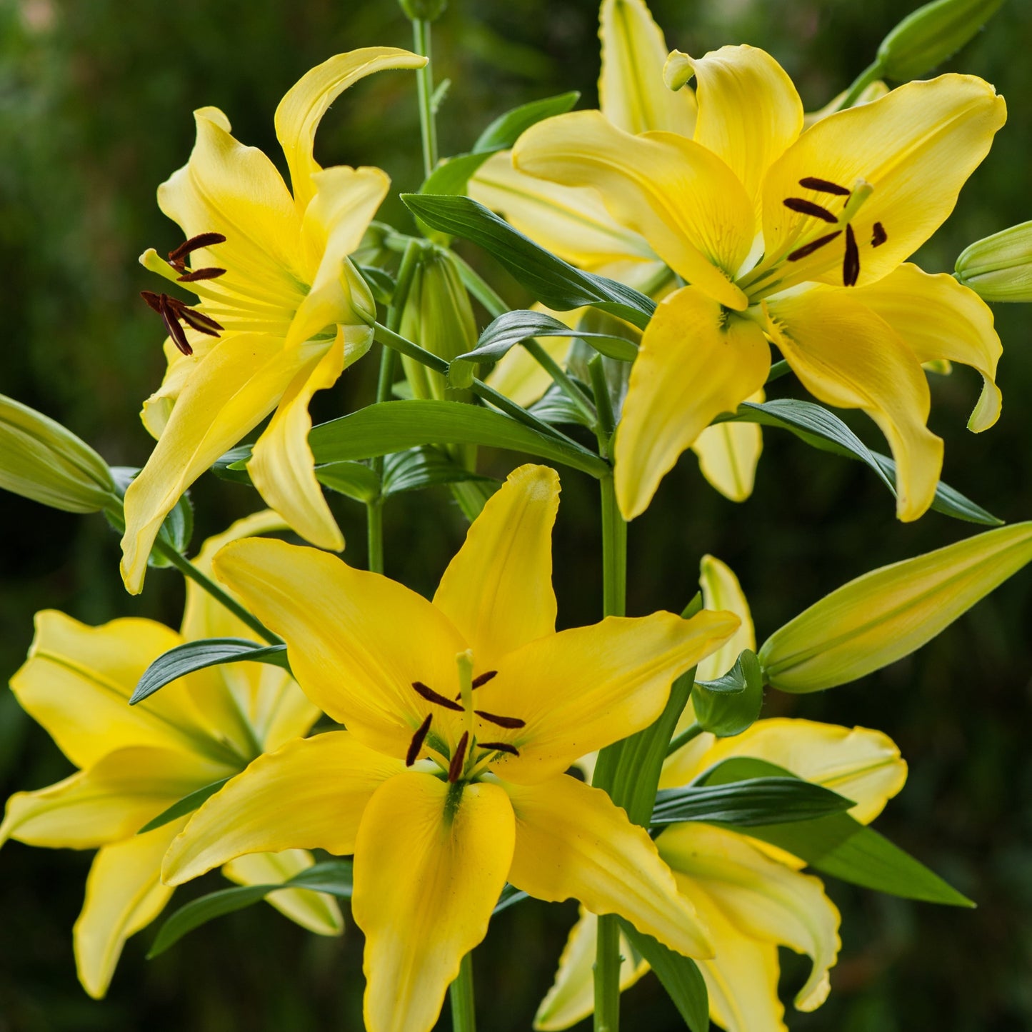 Lilja Yellow Power 3st