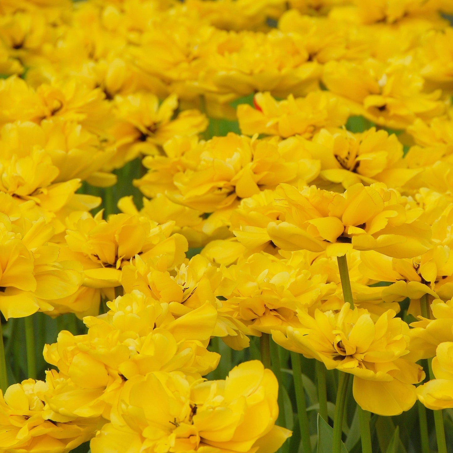 Tulpan Yellow Pomponette sena 7st