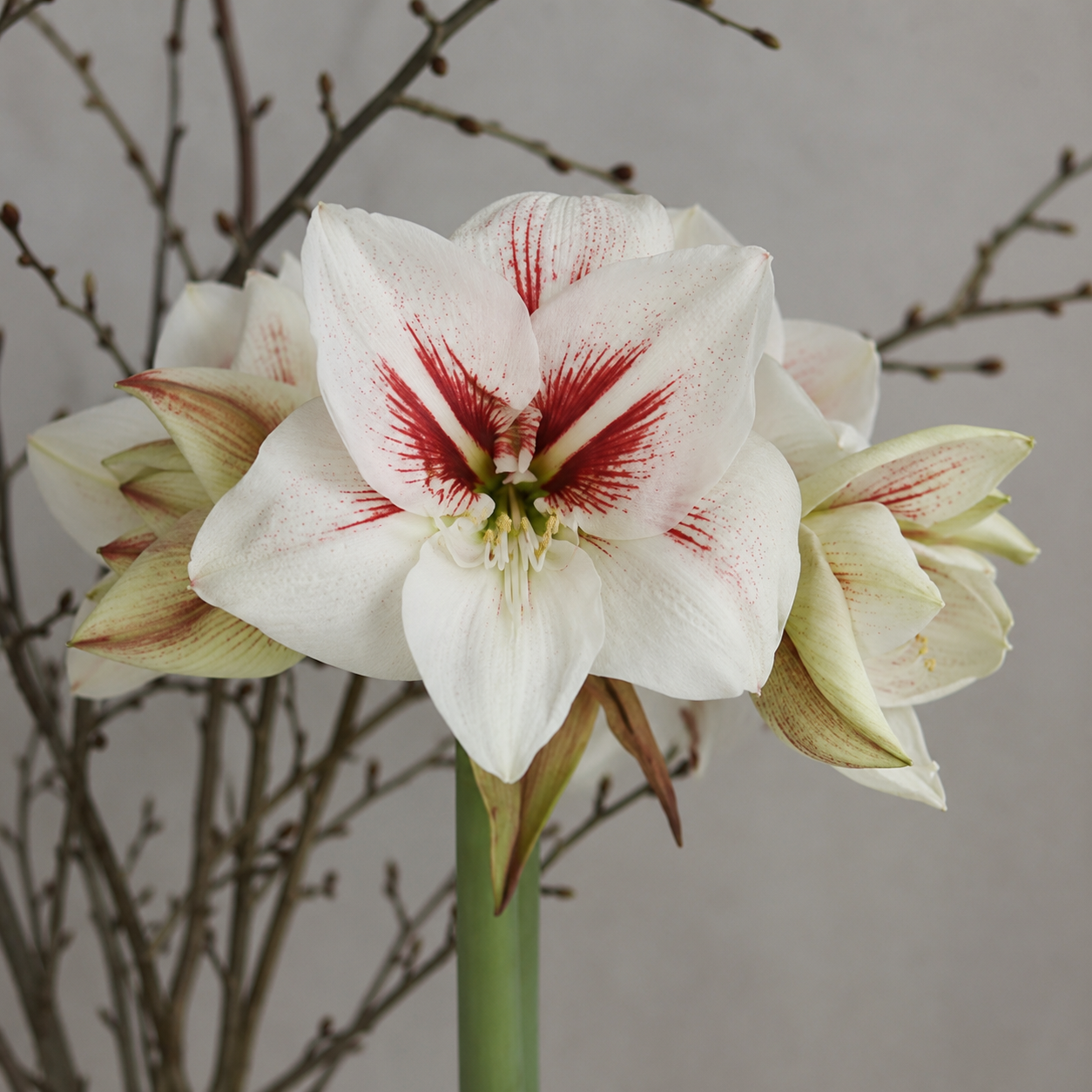 Amaryllis 'Elsa'®