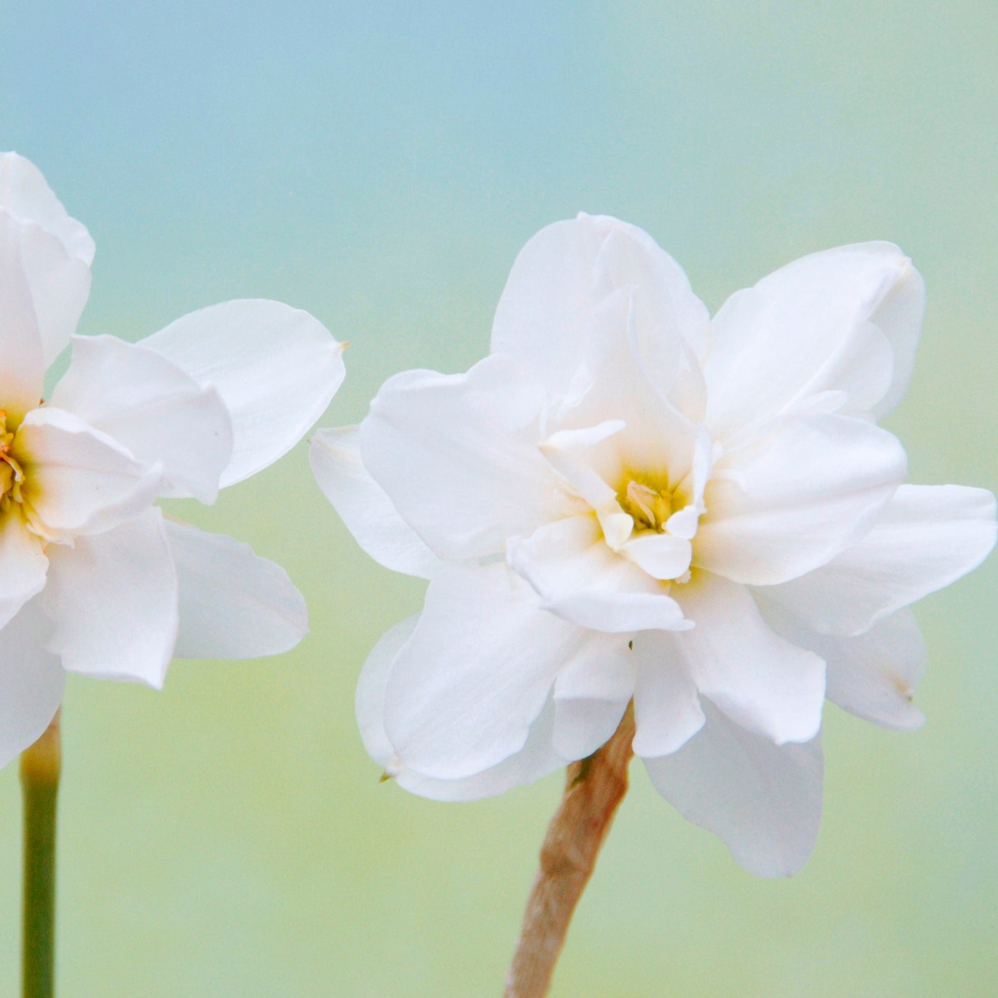 Narciss Albus Plenus 5st