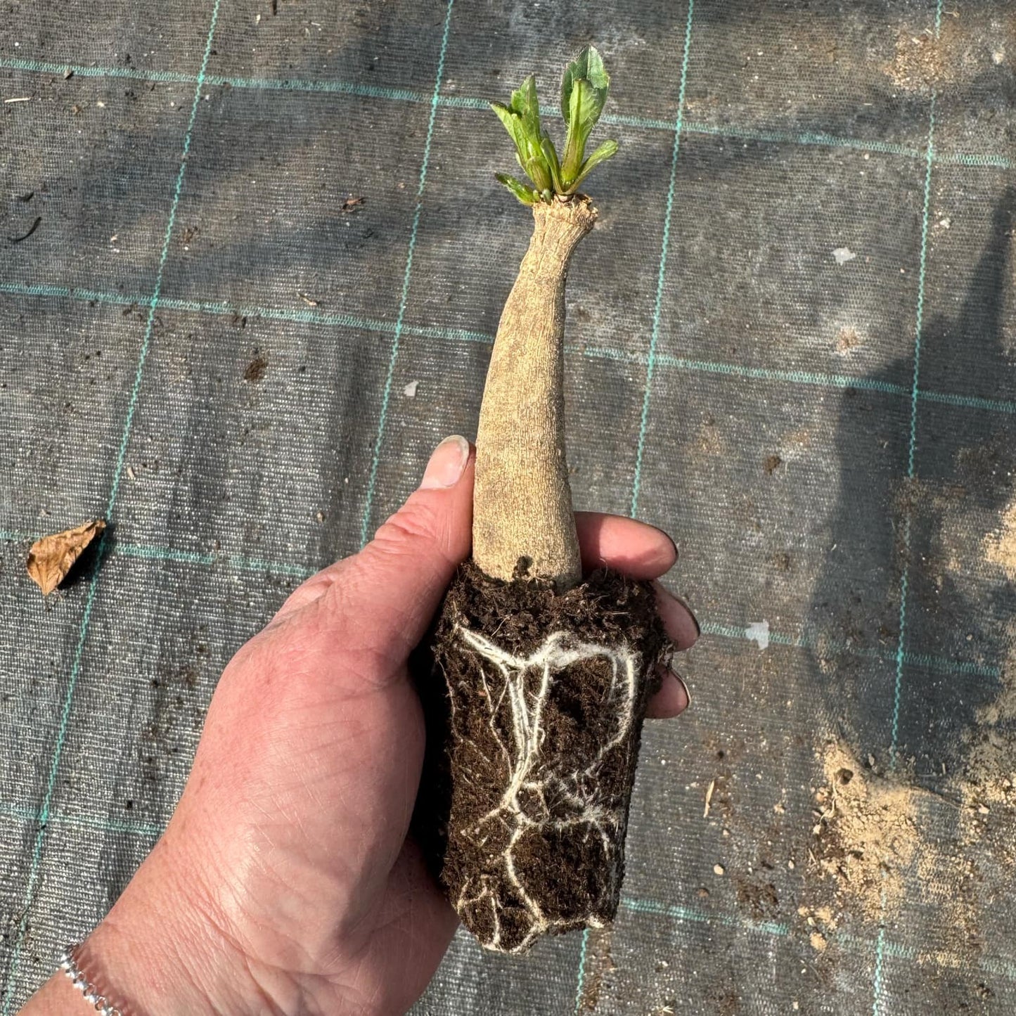 Dahlia Bahama Mama