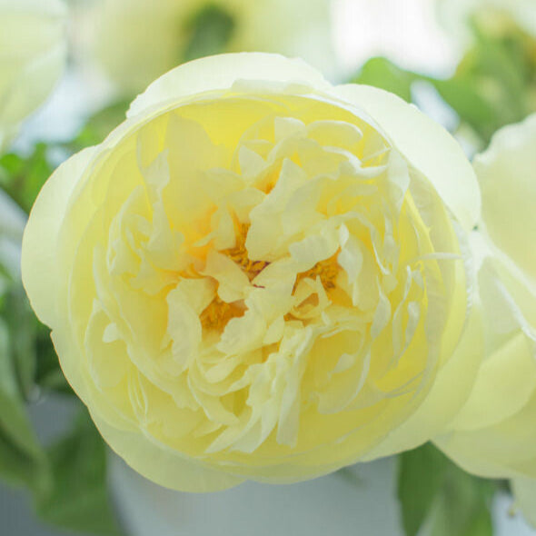 Pion Sunny Girl