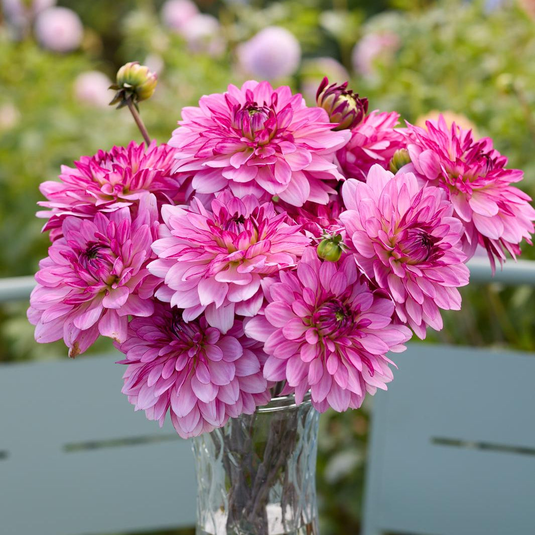 Dahlia Bright Amethyst Nyhet! Svenskodlad