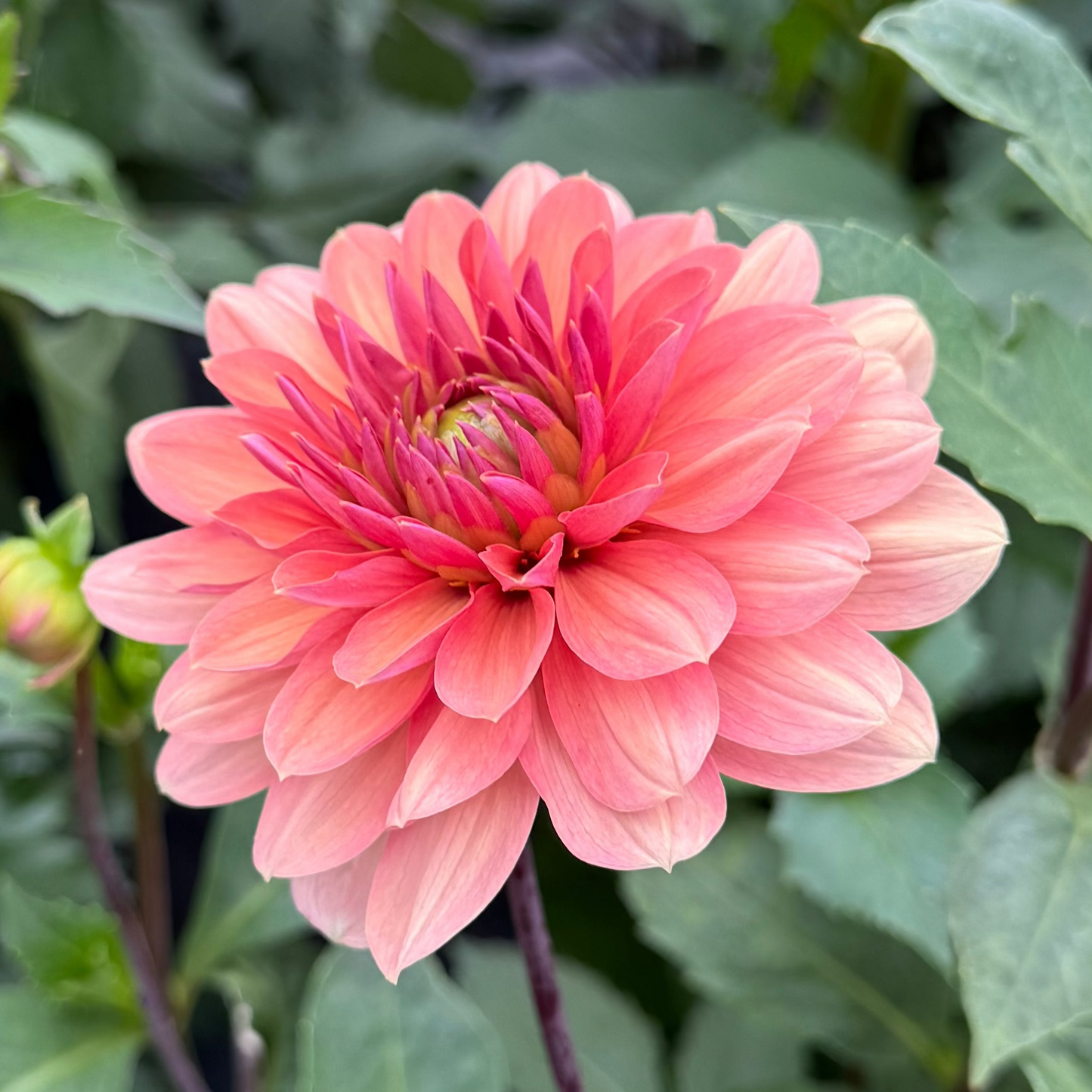 Dahlia Chateau de la bourdaisière nyhet!