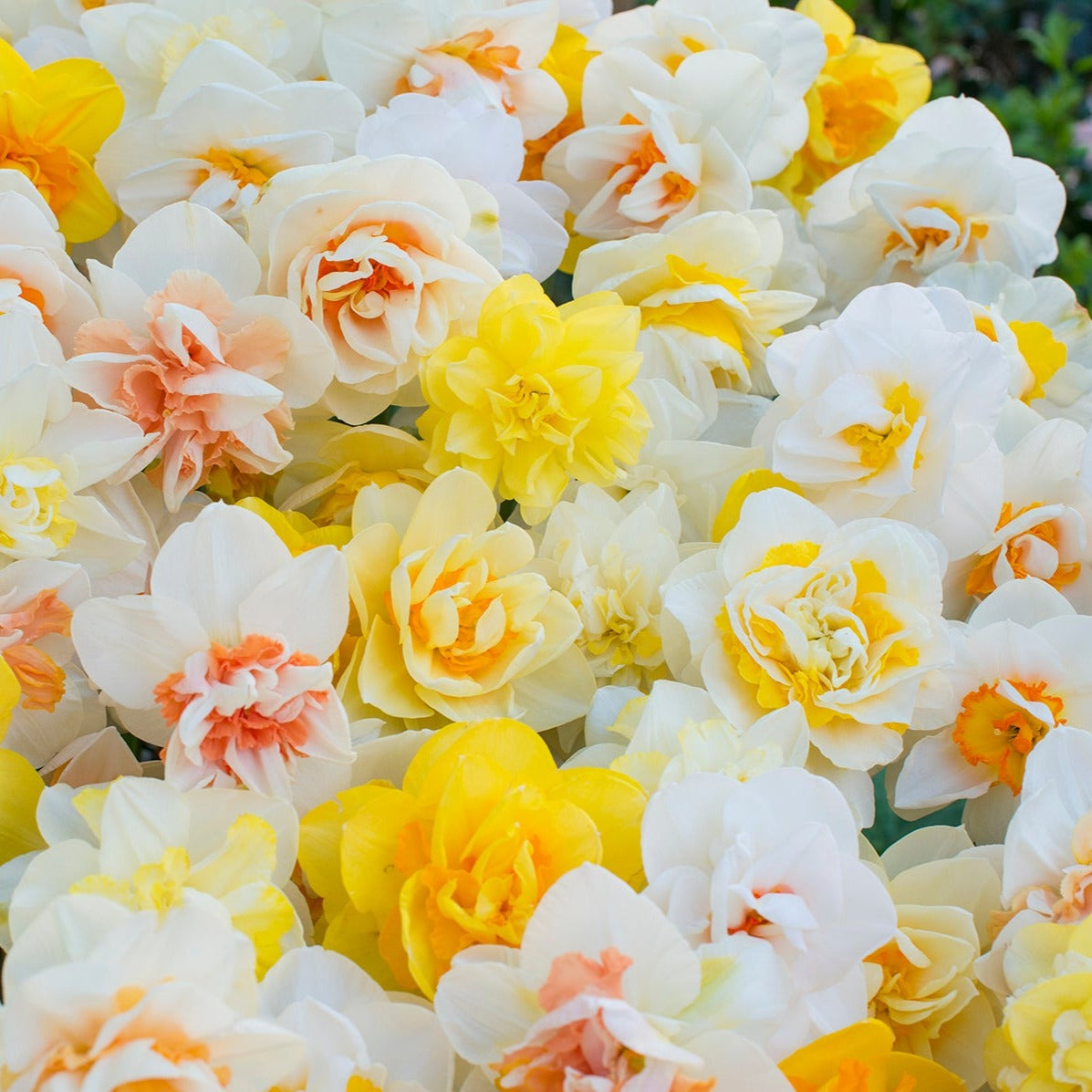 Narciss Double mix 10st