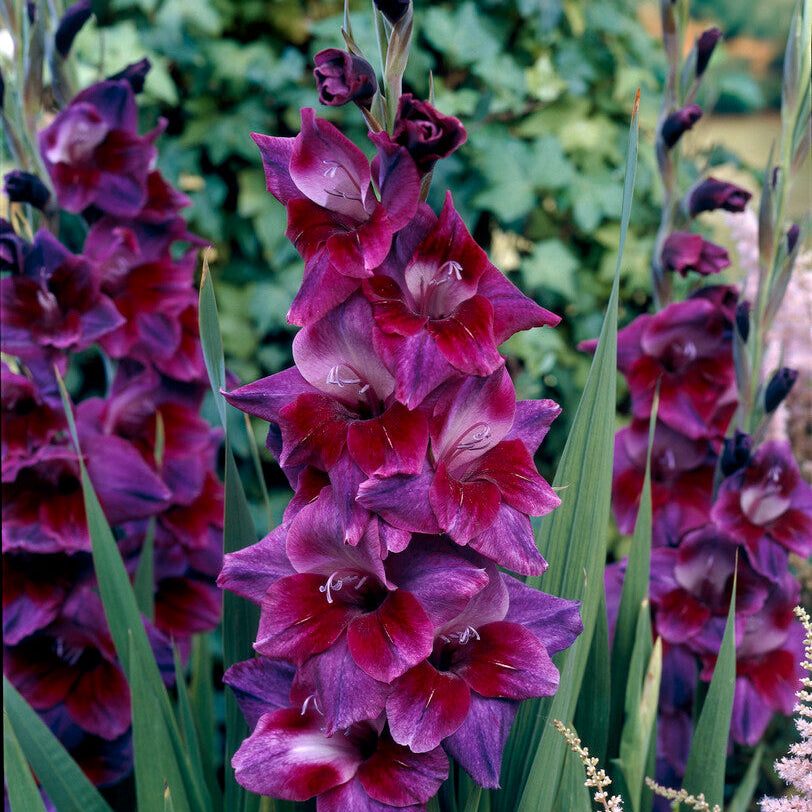 Gladiolus Velvet Eyes 10st