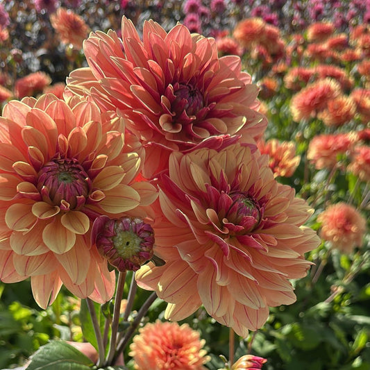 Dahlia Bee Honey Sweet Svenskodlad