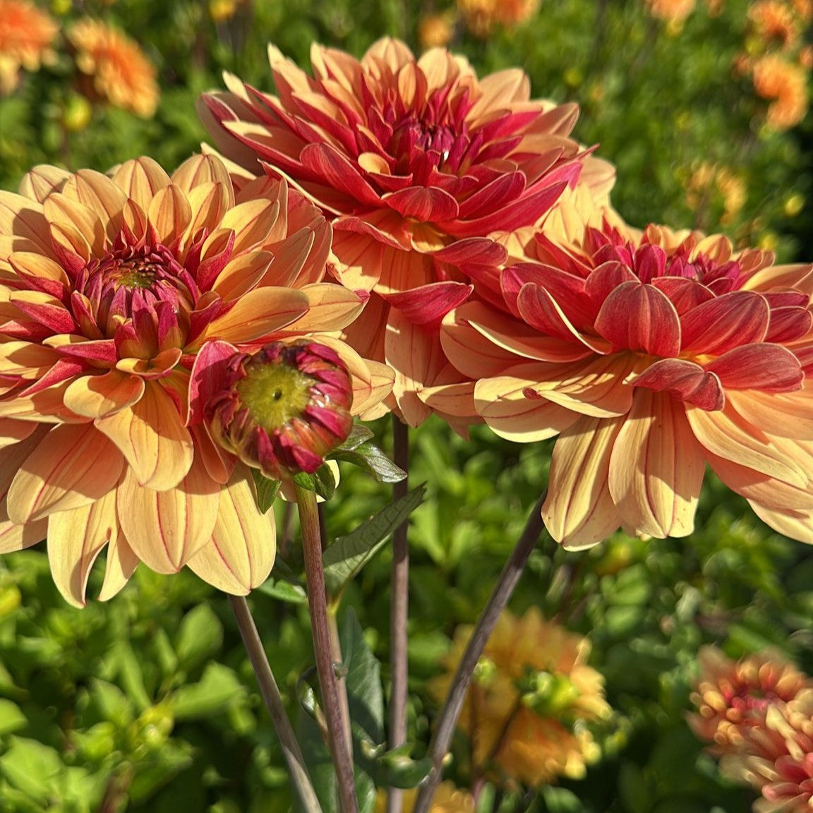 Dahlia Bee Honey Sweet Svenskodlad